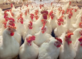 أسعار الطيور والبيض اليوم الأحد 31 أغسطس 2025