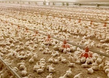 سعر الفراخ البيضاء والبيض اليوم الأربعاء 27 أغسطس 2025