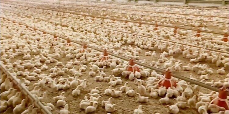 سعر الفراخ البيضاء والبيض اليوم الأربعاء 27 أغسطس 2025 1 سعر الفراخ البيضاء والبيض اليوم الأربعاء 27 أغسطس 2025