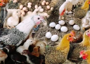 الفراخ البيضاء وأسعار الدواجن والبيض اليوم في مصر