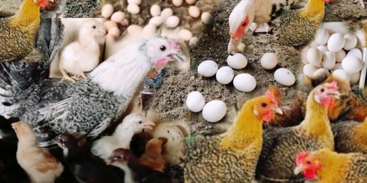 الفراخ البيضاء وأسعار الدواجن والبيض اليوم في مصر
