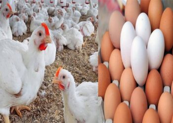 أسعار الدواجن والبيض اليوم الأحد 3 أغسطس 2025 الفراخ البيضاء تسجل هذا الرقم