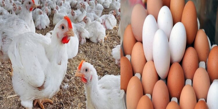 أسعار الدواجن والبيض اليوم الأحد 3 أغسطس 2025 الفراخ البيضاء تسجل هذا الرقم