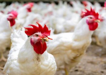 أسعار الدواجن والبيض اليوم الأحد 17 أغسطس.. آخر التحديثات