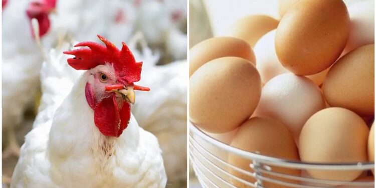 أسعار الدواجن والبيض تواصل التغيرات اليوم 23 سبتمبر 2025