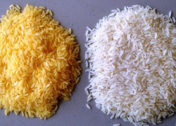 سعر طن الأرز الشعير في مصر اليوم الاثنين 29 سبتمبر 2025