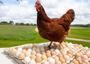 أسعار الدواجن والبيض في مصر اليوم الإثنين 22 سبتمبر 2025