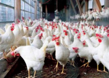 أسعار الدواجن اليوم الأربعاء 10 سبتمبر 2025 بالأسواق البانية بـ190 جنيها