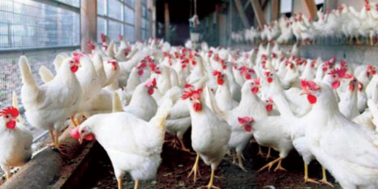 أسعار الدواجن اليوم الأربعاء 10 سبتمبر 2025 بالأسواق البانية بـ190 جنيها 1 أسعار الدواجن اليوم الأربعاء 10 سبتمبر 2025 بالأسواق البانية بـ190 جنيها