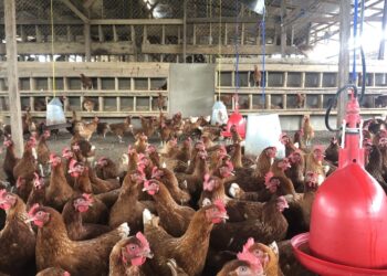 أسعار الدواجن والبيض اليوم الإثنين 29 سبتمبر 2025.. الفراخ البيضاء بكام النهاردة؟