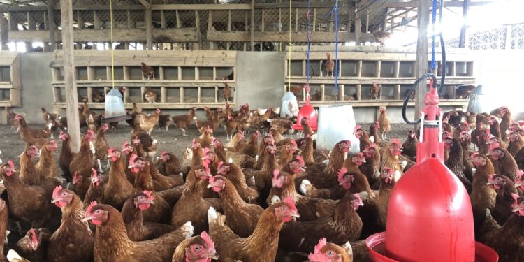 أسعار الدواجن والبيض اليوم الإثنين 29 سبتمبر 2025.. الفراخ البيضاء بكام النهاردة؟