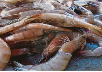 أسعار الجمبري والأسماك اليوم الأحد في الأسواق المصرية