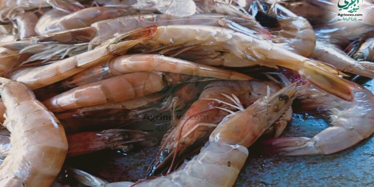 أسعار الجمبري والأسماك اليوم الأحد في الأسواق المصرية