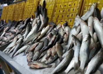 أسعار السمك اليوم السبت 6 سبتمبر 2025.. التفاصيل كاملة