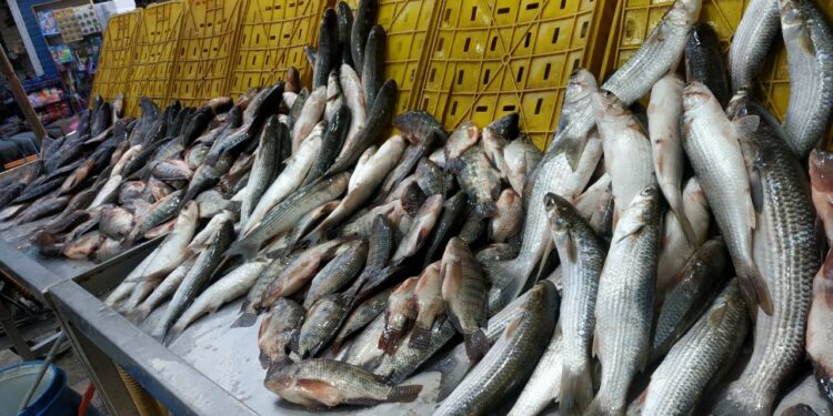 أسعار السمك اليوم السبت 6 سبتمبر 2025.. التفاصيل كاملة 1 أسعار السمك اليوم السبت 6 سبتمبر 2025.. التفاصيل كاملة