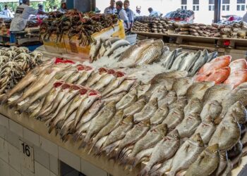 أسعار الأسماك والجمبري اليوم الإثنين 22 سبتمبر 2025 في السوق المحلي