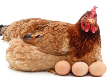 أسعار الدواجن والبيض اليوم الإثنين 1 سبتمبر 2025 في مصر