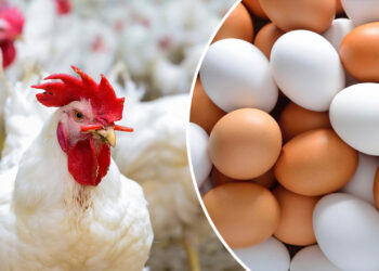 أسعار الدواجن والبيض اليوم في البورصة والأسواق – الأربعاء 3 سبتمبر 2025