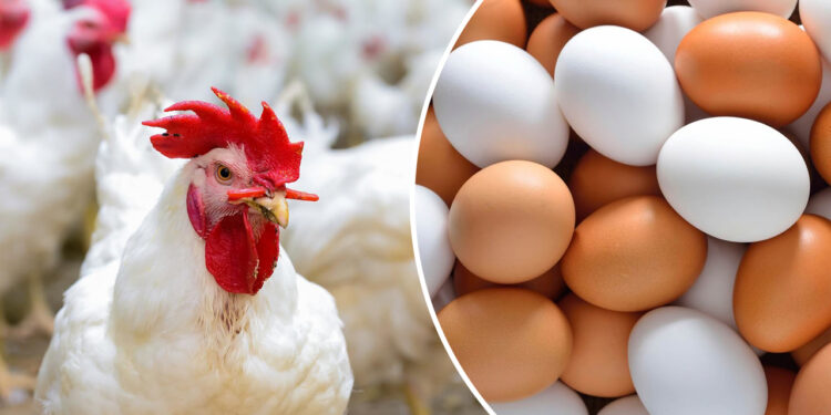 أسعار الدواجن والبيض اليوم في البورصة والأسواق – الأربعاء 3 سبتمبر 2025 1 أسعار الدواجن والبيض اليوم في البورصة والأسواق – الأربعاء 3 سبتمبر 2025