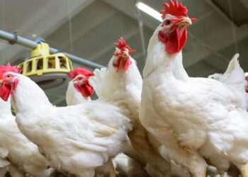 أسعار الفراخ والبيض اليوم السبت 6 سبتمبر 2025 في المزارع والأسواق