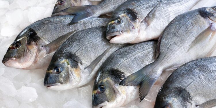 أسعار السمك في مصر اليوم الأربعاء 10-9-2025 البلطي يبدأ من 77 جنيها 1 أسعار السمك في مصر اليوم الأربعاء 10-9-2025 البلطي يبدأ من 77 جنيها