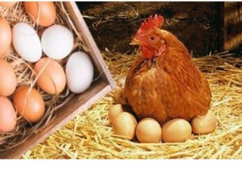 أسعار الفراخ البيضاء والبيض اليوم الأحد 28-9-2025 في الأسواق المصرية