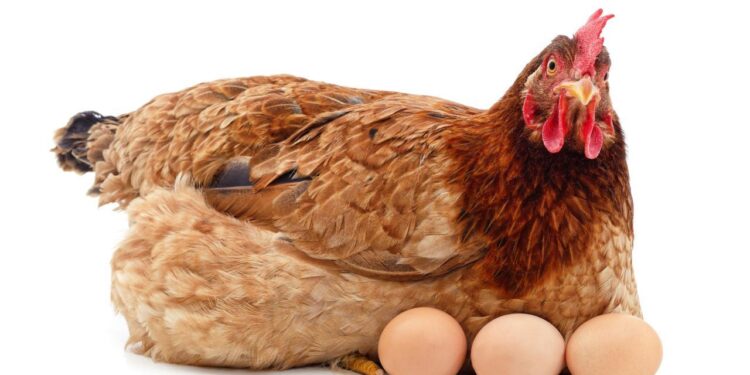 أسعار الدواجن والبيض تنخفض بشكل لافت الكيلو يصل إلى 58 جنيهًا 1 أسعار الدواجن والبيض تنخفض بشكل لافت الكيلو يصل إلى 58 جنيهًا