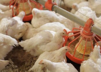 أسعار الفراخ البيضاء اليوم في مصر.. حركة السوق للدواجن والبيض الأربعاء 22 أكتوبر