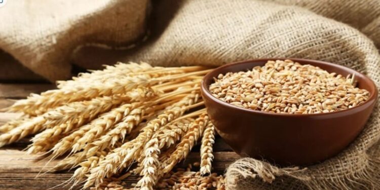 الحكومة تعتمد زيادة سعر توريد القمح المحلي إلى 2350 جنيهًا للطن 1 الحكومة تعتمد زيادة سعر توريد القمح المحلي إلى 2350 جنيهًا للطن