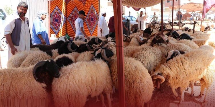 حمى كيو تصل ليبيا لأول مرة.. هل تهدد الحدود المصرية؟ 1 حمى كيو تصل ليبيا لأول مرة.. هل تهدد الحدود المصرية؟