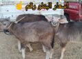 البتلو يسجل 430 جنيهًا.. أسعار اللحوم اليوم الأحد 26 أكتوبر 2025 4 البتلو يسجل 430 جنيهًا.. أسعار اللحوم اليوم الأحد 26 أكتوبر 2025