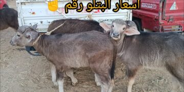 البتلو يسجل 430 جنيهًا.. أسعار اللحوم اليوم الأحد 26 أكتوبر 2025 3 البتلو يسجل 430 جنيهًا.. أسعار اللحوم اليوم الأحد 26 أكتوبر 2025