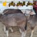 البتلو يسجل 430 جنيهًا.. أسعار اللحوم اليوم الأحد 26 أكتوبر 2025 2 البتلو يسجل 430 جنيهًا.. أسعار اللحوم اليوم الأحد 26 أكتوبر 2025