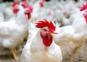 سعر الدواجن اليوم الخميس 23 أكتوبر 2025 تراجع جديد في الأسواق