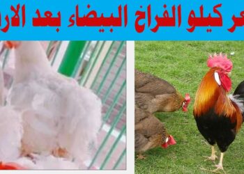 سعر كيلو الفراخ البيضاء اليوم السبت 4 أكتوبر 2025 يسجل 71 جنيها 7 سعر كيلو الفراخ البيضاء اليوم السبت 4 أكتوبر 2025 يسجل 71 جنيها