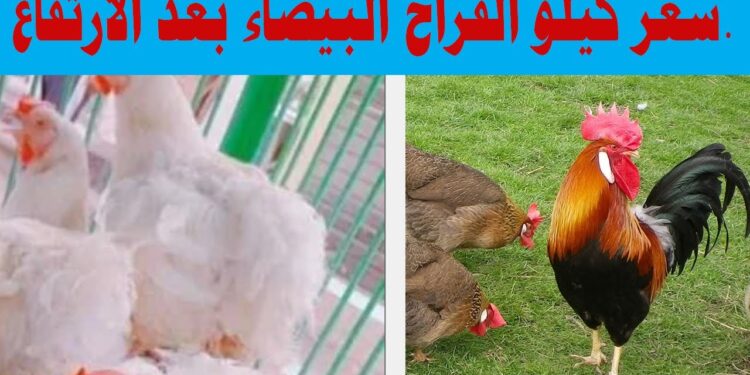 سعر كيلو الفراخ البيضاء اليوم السبت 4 أكتوبر 2025 يسجل 71 جنيها 1 سعر كيلو الفراخ البيضاء اليوم السبت 4 أكتوبر 2025 يسجل 71 جنيها