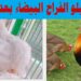 سعر كيلو الفراخ البيضاء اليوم السبت 4 أكتوبر 2025 يسجل 71 جنيها 2 سعر كيلو الفراخ البيضاء اليوم السبت 4 أكتوبر 2025 يسجل 71 جنيها