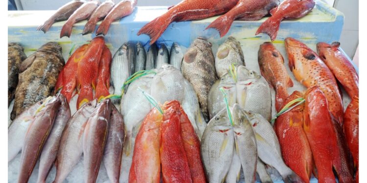 أسعار الأسماك اليوم في الأسواق المصرية البوري يسجل 180 جنيهًا السبت 18 أكتوبر 2025 1 أسعار الأسماك اليوم في الأسواق المصرية البوري يسجل 180 جنيهًا السبت 18 أكتوبر 2025