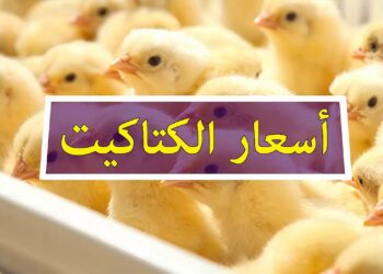 سعر الفراخ البيضاء والبلدي اليوم الإثنين 6 أكتوبر 2025 في بورصة الدواجن الرئيسية