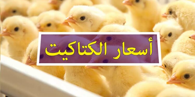 سعر الفراخ البيضاء والبلدي اليوم الإثنين 6 أكتوبر 2025 في بورصة الدواجن الرئيسية 1 سعر الفراخ البيضاء والبلدي اليوم الإثنين 6 أكتوبر 2025 في بورصة الدواجن الرئيسية