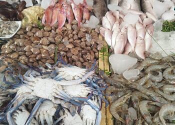 أسعار السمك والجمبري اليوم في مصر الإثنين 13 أكتوبر 2025