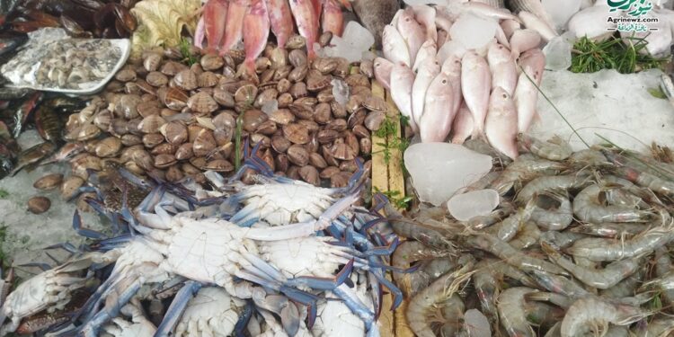 أسعار السمك والجمبري اليوم في مصر الإثنين 13 أكتوبر 2025