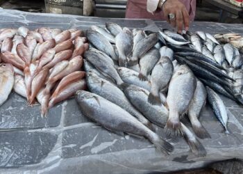 أسعار الأسماك والجمبري اليوم الأربعاء 22 أكتوبر 2025 في الأسواق