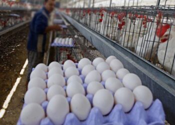 أسعار البيض والدواجن اليوم الثلاثاء 21 أكتوبر.. استقرار في الفراخ البيضاء