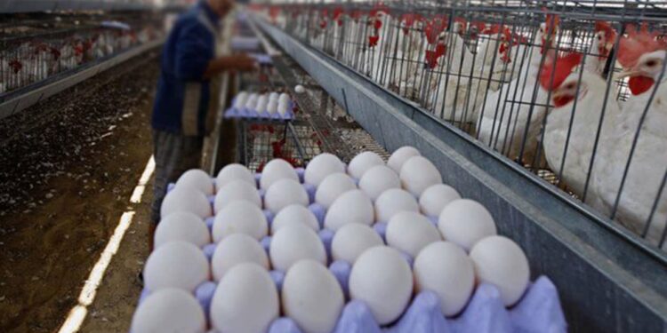 أسعار البيض والدواجن اليوم الثلاثاء 21 أكتوبر.. استقرار في الفراخ البيضاء