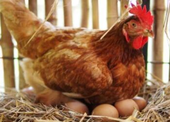 أسعار الدواجن والبيض الاثنين 27 أكتوبر 2025.. آخر تحديث للفراخ البيضاء