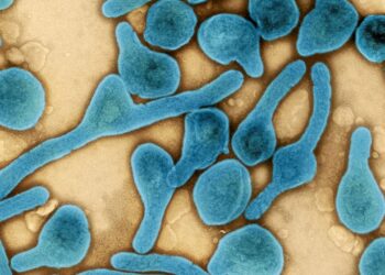 فيروس ماربورغ لن ينتشر في مصر، وتطمينات رسمية للمواطنين