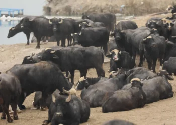 الحمى القلاعية وتأثيرها على الإنسان كل ما يهمك عن استهلاك لحم وألبان المواشي