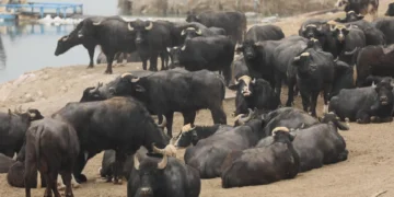 الحمى القلاعية وتأثيرها على الإنسان كل ما يهمك عن استهلاك لحم وألبان المواشي 3 الحمى القلاعية وتأثيرها على الإنسان كل ما يهمك عن استهلاك لحم وألبان المواشي