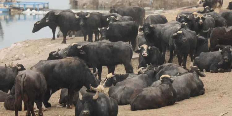 الحمى القلاعية وتأثيرها على الإنسان كل ما يهمك عن استهلاك لحم وألبان المواشي